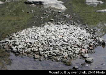 Mound built by river chub