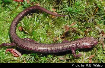 Cheat Mountain Salamander