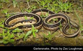 Gartersnake