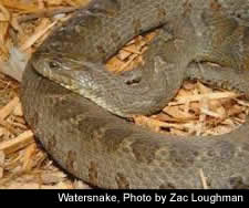 Watersnake