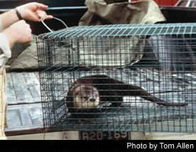 Otter awaits release at the stocking