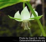 Trillium cernuum