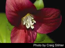 Trillium flexipes