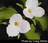 Trillium grandiflorum 