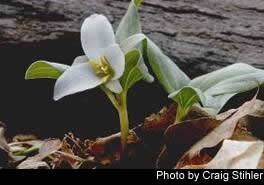 Trillium nivale 