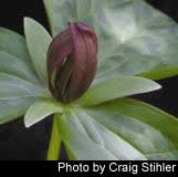 Trillium sessile