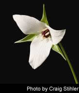 Trillium sulcatum