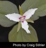 Trillium undulatum