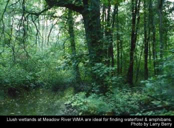 Meadow River WMA