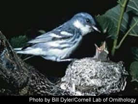 Cerulean Warbler