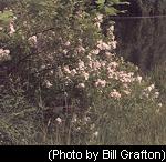 Multiflora Rose