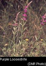 Purple Loosestrife