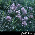 Crown Vetch