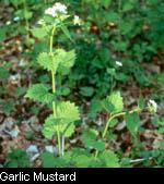 Garlic Mustard 