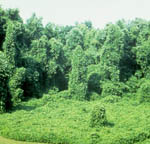 Kudzu