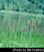 Reed Canary Grass