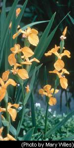 Yellow Iris