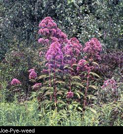 Joe-Pye-Weed