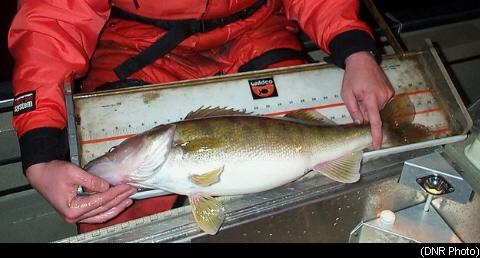 a walleye gets researched and surveyed