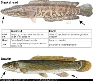 Snakehead vs. Bowfin