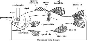 Thumbnail image of anatomical bass line drawing.