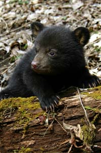 Bear Cub