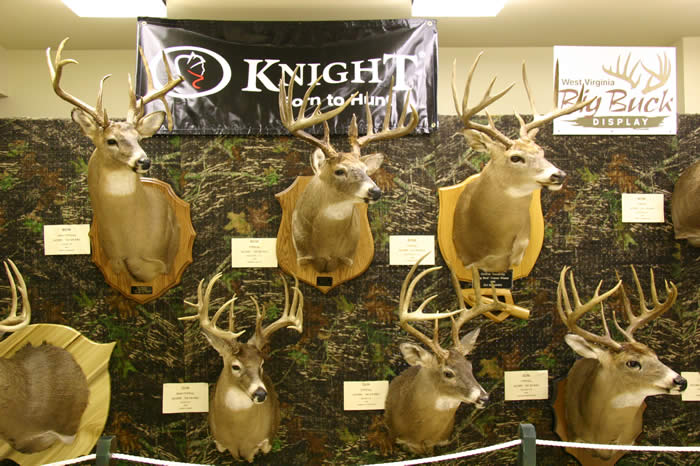 big buck display