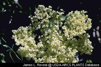 Elderberries