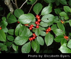 Winterberry - Photo by Elizabeth Byers