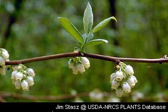 Blueberries