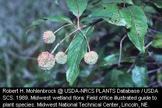 Buttonbush