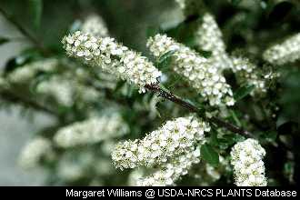 Choke Cherry