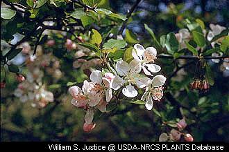 Crabapples