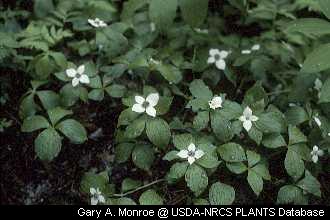 Dogwoods