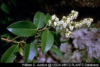 Mountain Fetterbush