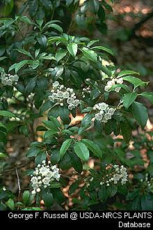 Mountain Laurel