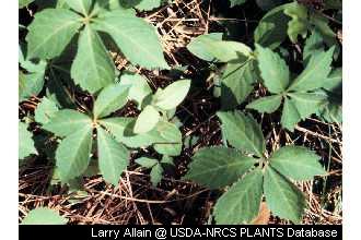 Virginia Creeper