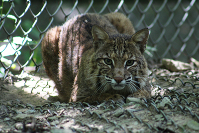 Bobcat