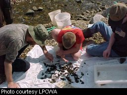 aquatic debris