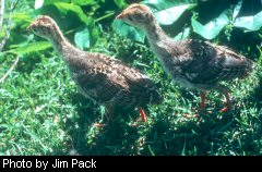 Heavy May rain spells trouble for poult survival