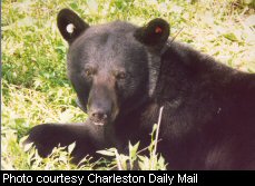 A bear with tags in its ears