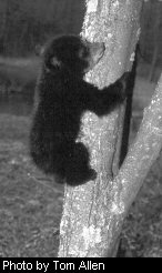 A young cub learns tree-climbing