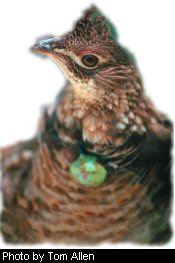 Ruffed Grouse