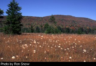 Cranberry Glades