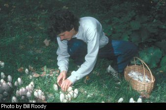 DNR biologist Donna Mitchell harvesting Shaggy Manes