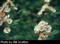 Multiflora rose