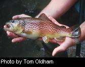 Brown Trout