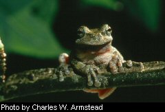 Gray tree frog