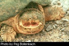 snapping turtle