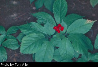 American Ginseng